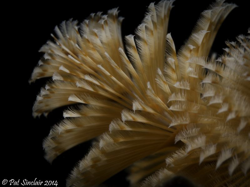 Angles
While in Bonaire I had time on the House Reef to ... by Patricia Sinclair 