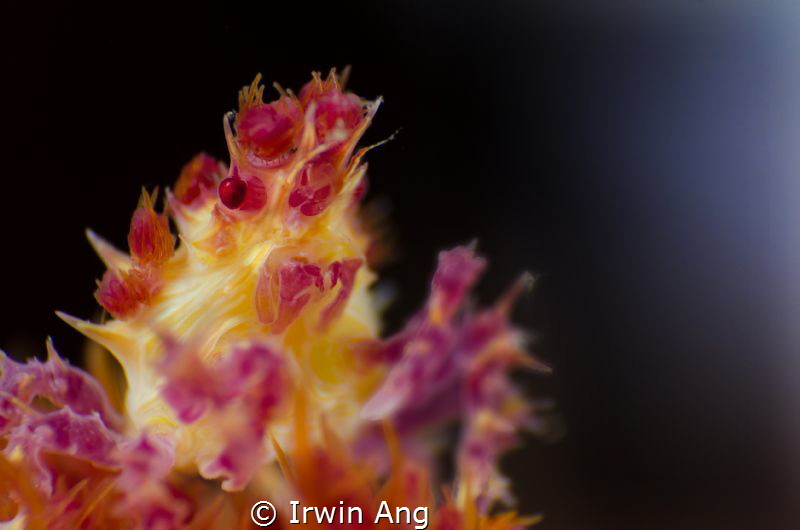 M I M I C K I N G
Candy crab (Hoplophrys)
Anilao, Phili... by Irwin Ang 