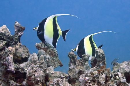 Today's dive...a pair of Moorish Idol. Kihikihi. by Glenn Poulain 