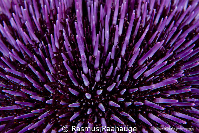 psychedelic purple by Rasmus Raahauge 