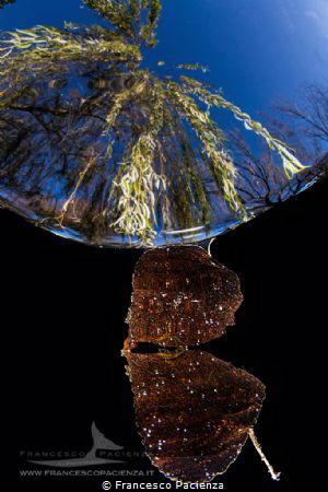 [:b:]The leaf[:/b:] by Francesco Pacienza 