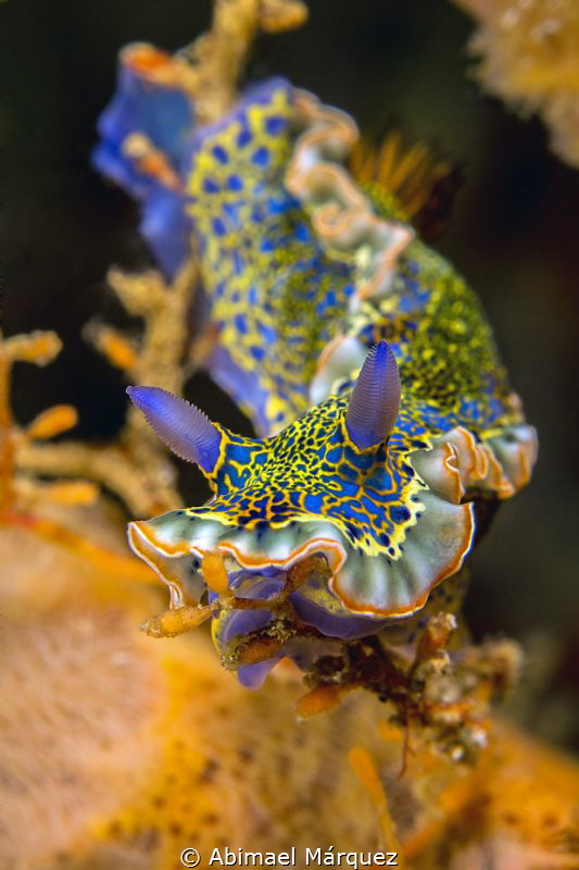 Nudi 6 by Abimael Márquez 