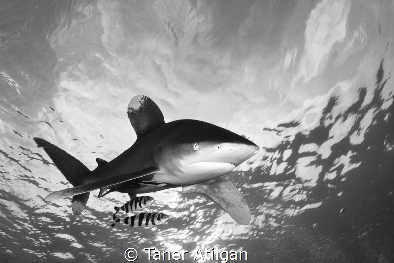 Oceanic White Tip from Brother Islands by Taner Atilgan 