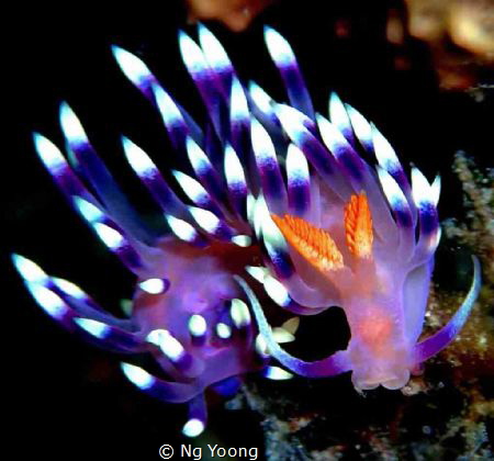 Dragon nudibranch by Ng Yoong 