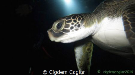 dive buddy by Cigdem Caglar 