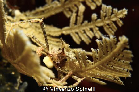 Dark side of crabs by Vincenzo Spinelli 