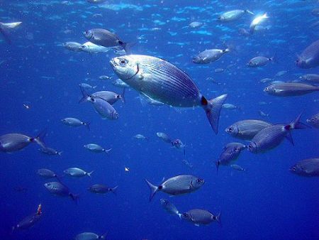 Feed me! One of the enormously attentive shoals of fish w... by Dawn Watson 