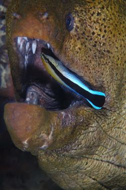 Moray eel being clean by a cleaner wrasse. D70,105mm,Kapa... by Frankie Tsen 