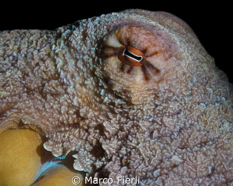Octopus, Portrait by Marco Fierli 