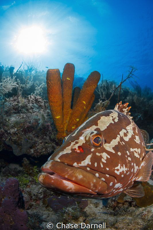 "Grouper Face"
This one just kept getting into an awesom... by Chase Darnell 