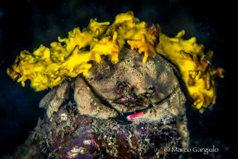 Carring a yellow sponge by Marco Gargiulo 