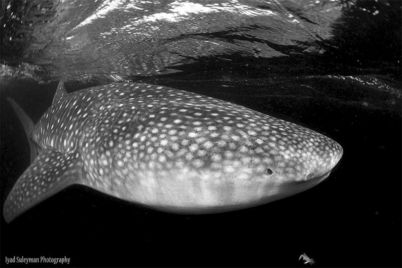 Whale Shark in B & W by Iyad Suleyman 