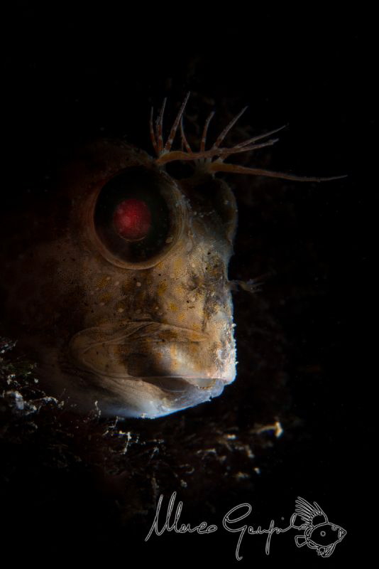African "Snooted" Blenny by Marco Gargiulo 