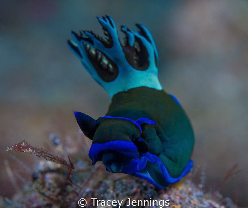 Rhapsody in blue .. by Tracey Jennings 