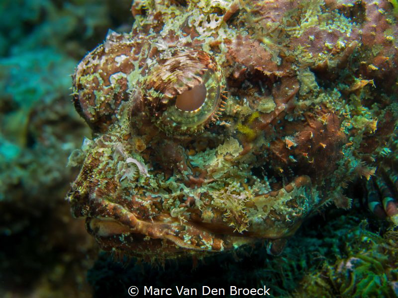 I have my eye on you by Marc Van Den Broeck 