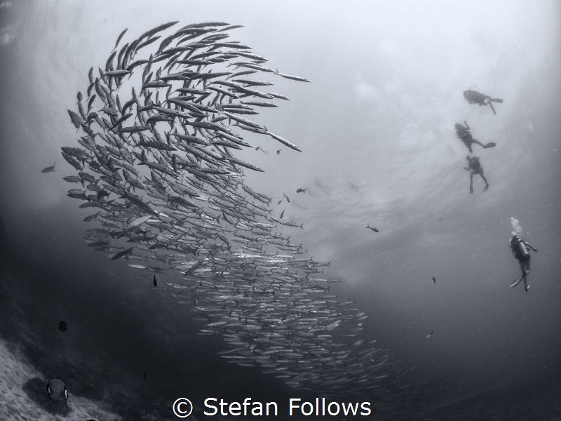 Saga ... ! Chevron Barracuda - Sphyraena qenie. Sail Rock... by Stefan Follows 