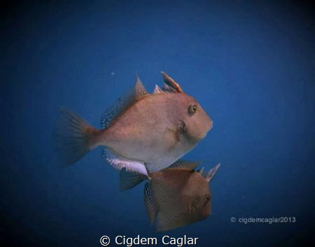 say hi by Cigdem Caglar 