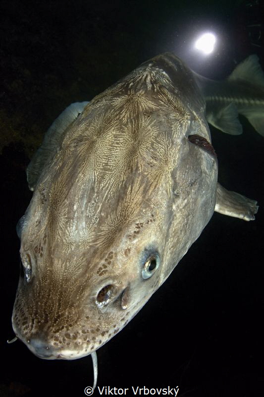 Russian Sturgeon by Viktor Vrbovský 