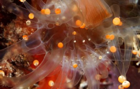 A close up image of a blooming anemone taken at night off... by Ron Micjan 