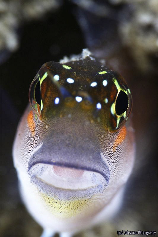 Blenny from UAE by Iyad Suleyman 