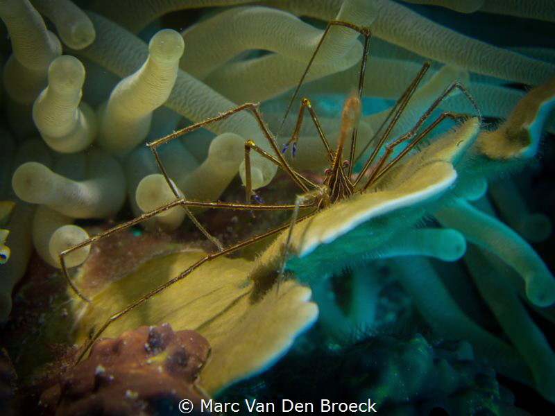 Spidertriangle by Marc Van Den Broeck 