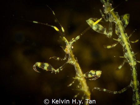 Yellow Skeleton Shrimp by Kelvin H.y. Tan 