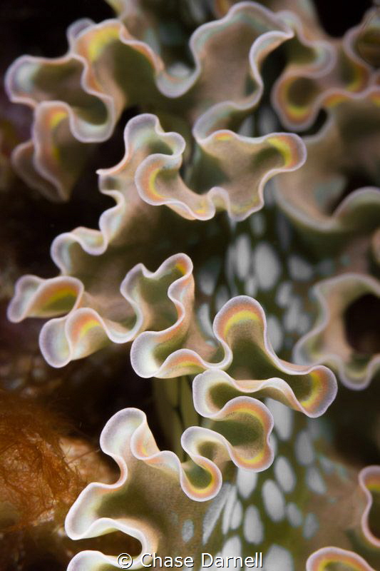 "Colorful Curves"
This is a close up of a very colorful ... by Chase Darnell 
