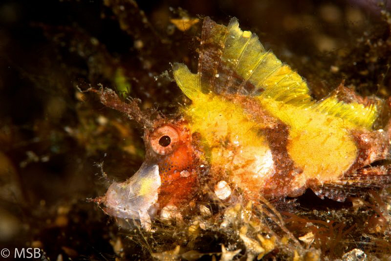 Hipposcorpaena filamentosa. Very rare. Close related to r... by Mehmet Salih Bilal 