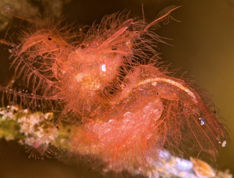 Hairy shrimp with eggs. by Mehmet Salih Bilal 