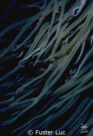 Composition with green anemonia's tentacles by Fuster Luc 