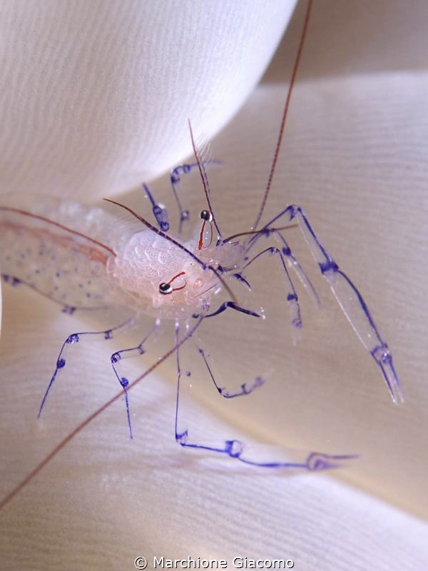 Buble shrimp
Nikon D200 , 60 macro, two strobo
Wakatobi... by Marchione Giacomo 