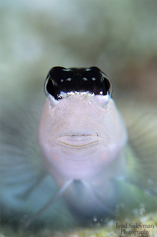 Blenny from Cabilao Island by Iyad Suleyman 
