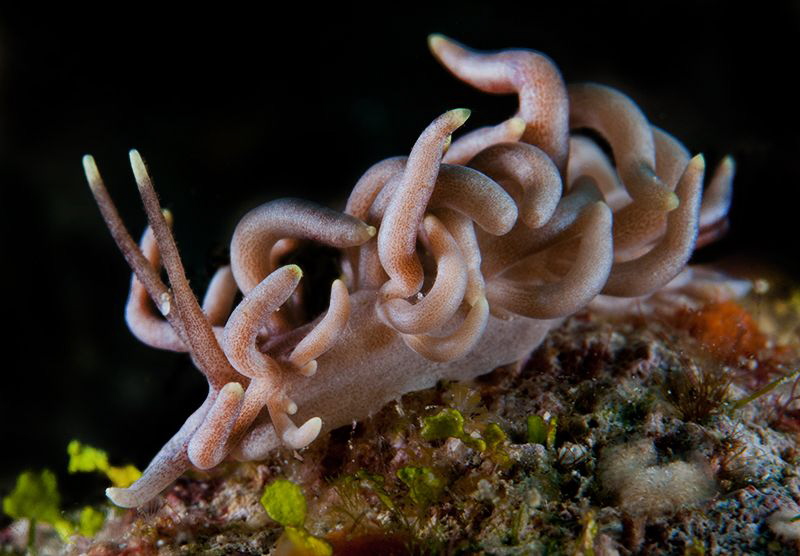 Phyllodesium by Charles Wright 