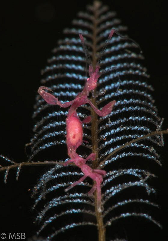 Purple skeleton shrimp. by Mehmet Salih Bilal 