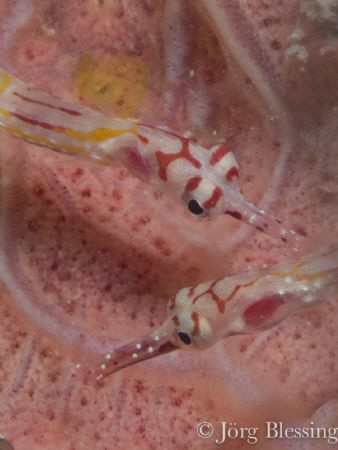 2 pipefish meeting at the Laamu Housereef. Shot with 60mm... by Joerg Blessing 