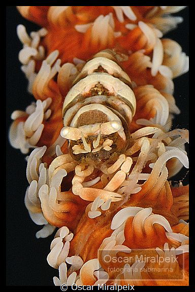 whipcoral shrimp by Oscar Miralpeix 