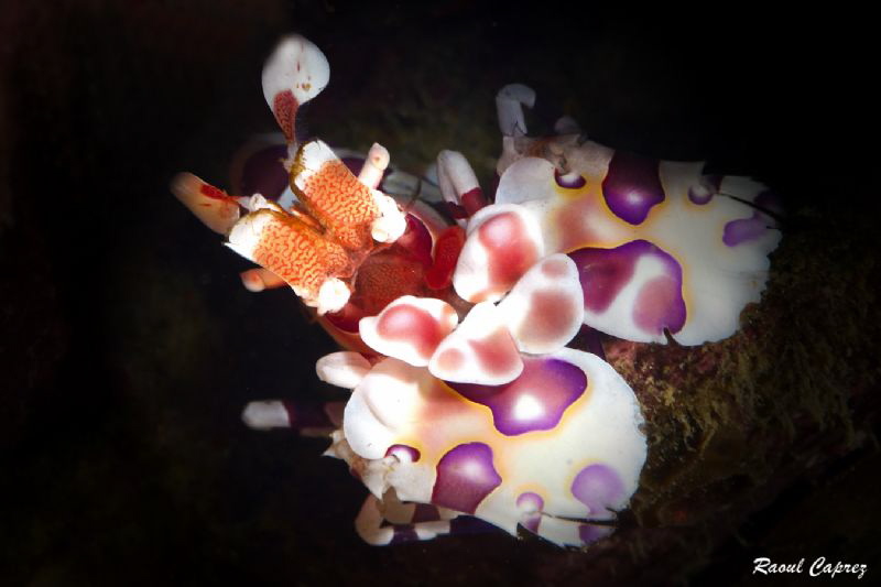 Arelquin shrimp by Raoul Caprez 