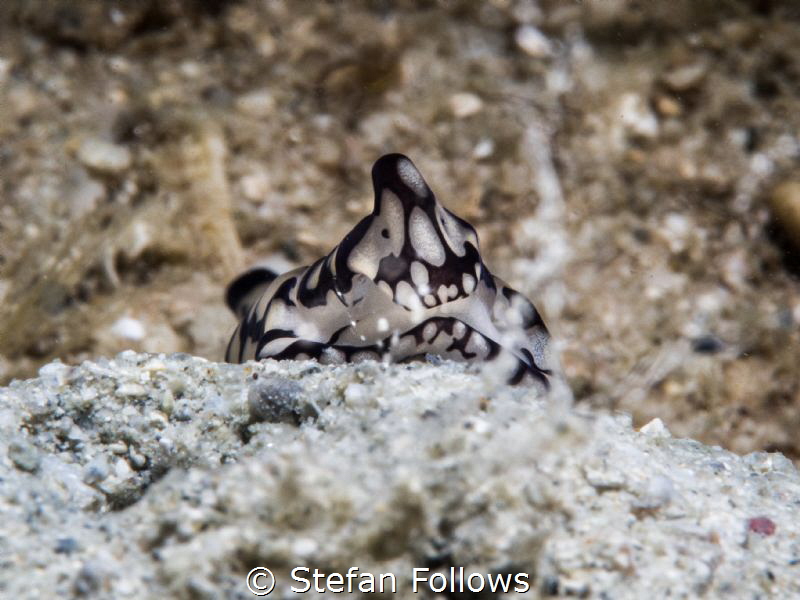 Inertia Creeps. Head Shield Slug - Philinopsis pilsbry. M... by Stefan Follows 