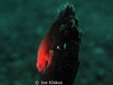 Whip Coral Goby with torch by Joe Klakus 