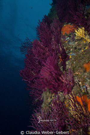 Mediterranean colours by Claudia Weber-Gebert 