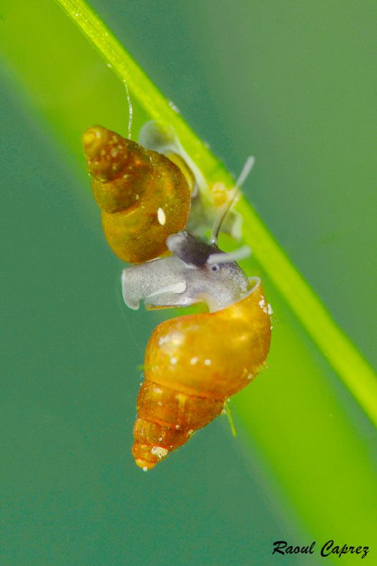 Climbing as a couple by Raoul Caprez 