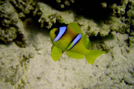 Anemone Fish by Ryan Stafford 