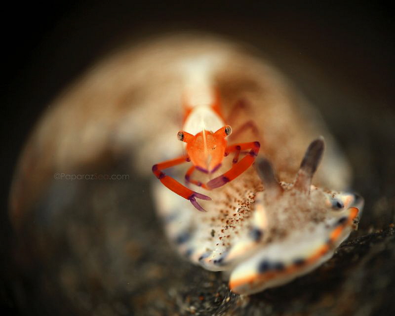 The Vanishing by Jun V Lao 
