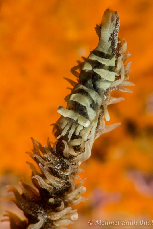 Wire coral shrimp. by Mehmet Salih Bilal 