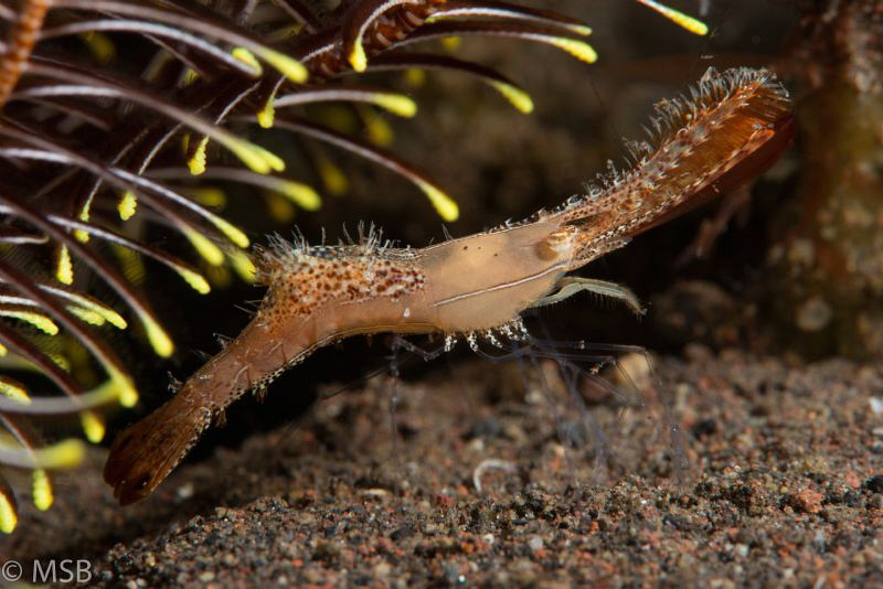 Donald duck shrimp in night dive. by Mehmet Salih Bilal 