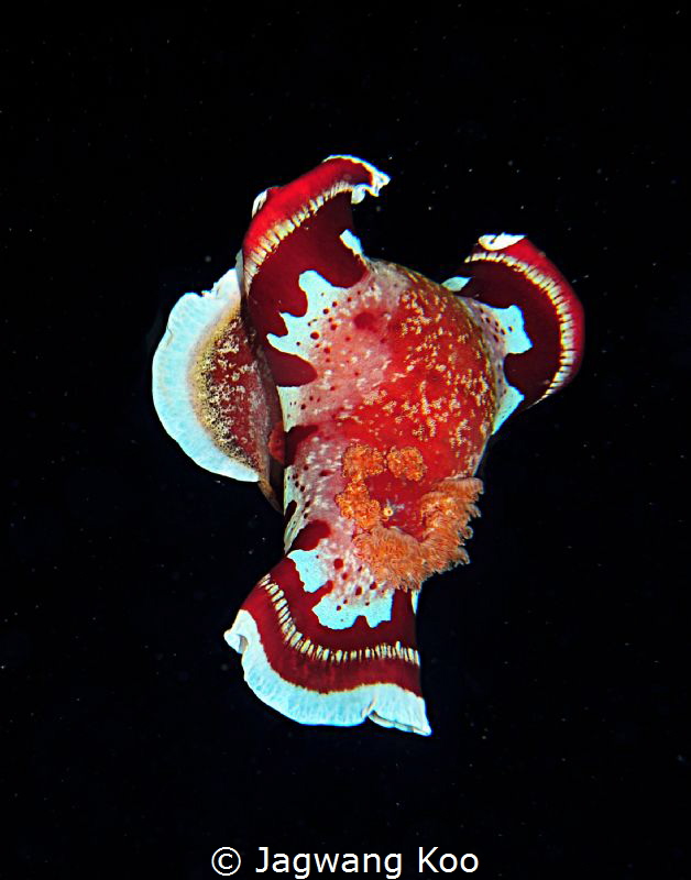 Flying Spanish Dancer by Jagwang Koo 