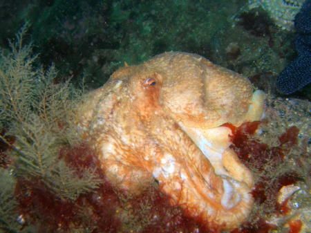 Octopus, Isle of Skye, Scotland taken with a Olympus C70-... by Michael Moore 