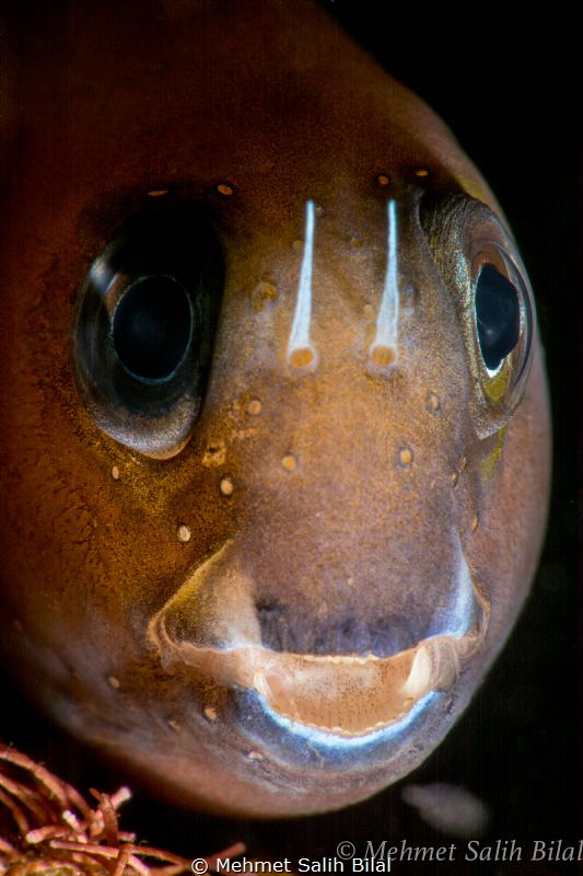 Blenny from Tulamben. by Mehmet Salih Bilal 