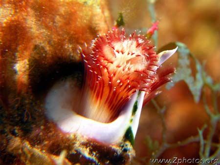 Dr. Bob's photos have ispired me to get a +10 dipter and ... by Zaid Fadul 