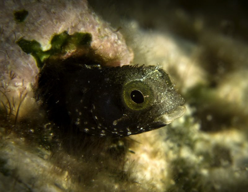 This little guy was quite shy and it took a bit of a wait... by Patricia Sinclair 